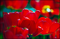 Rote Tulpen