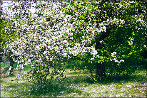 Blühender Baum