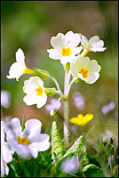 Schlüsselblume