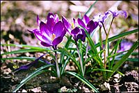 Krokusse