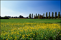 Rapsfeld