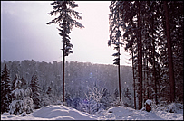 Wintersonne