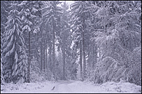 Schneegestöber